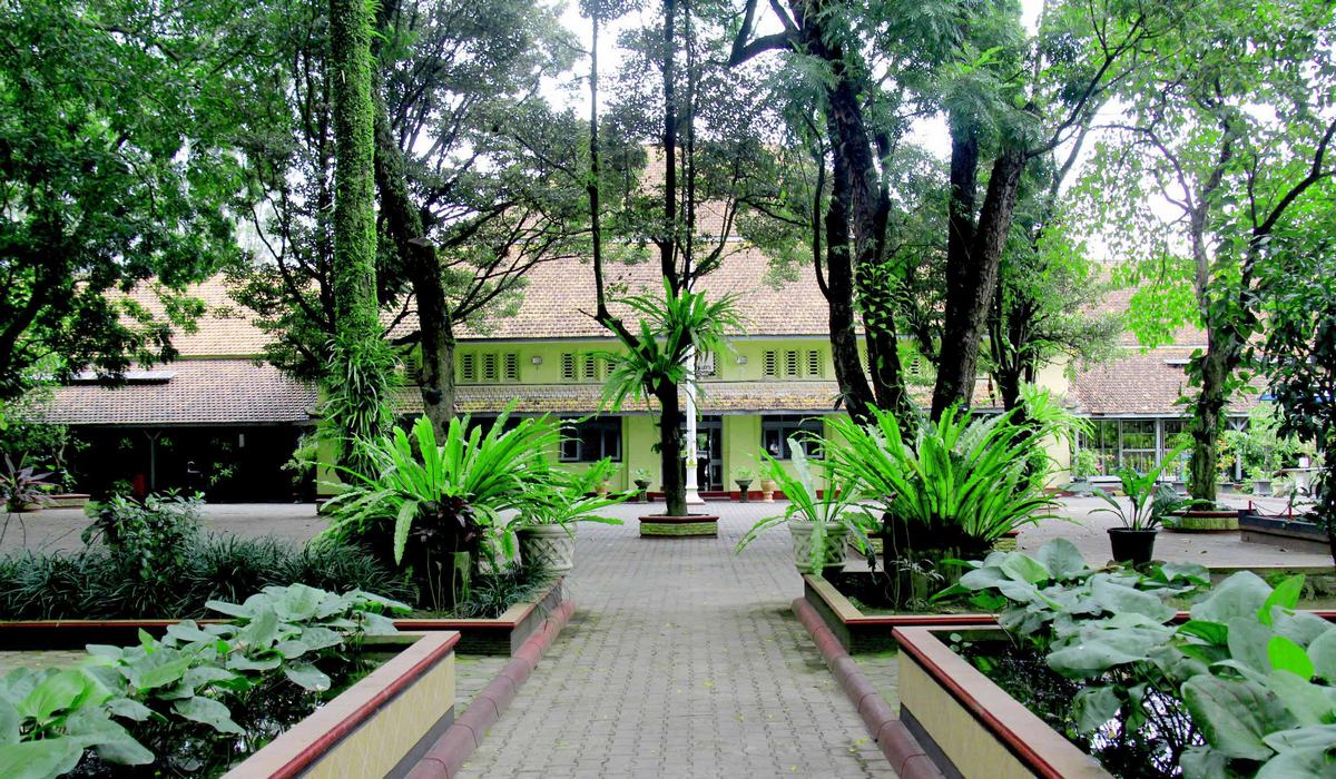 hijau